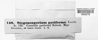 Prosthecium pyriforme image